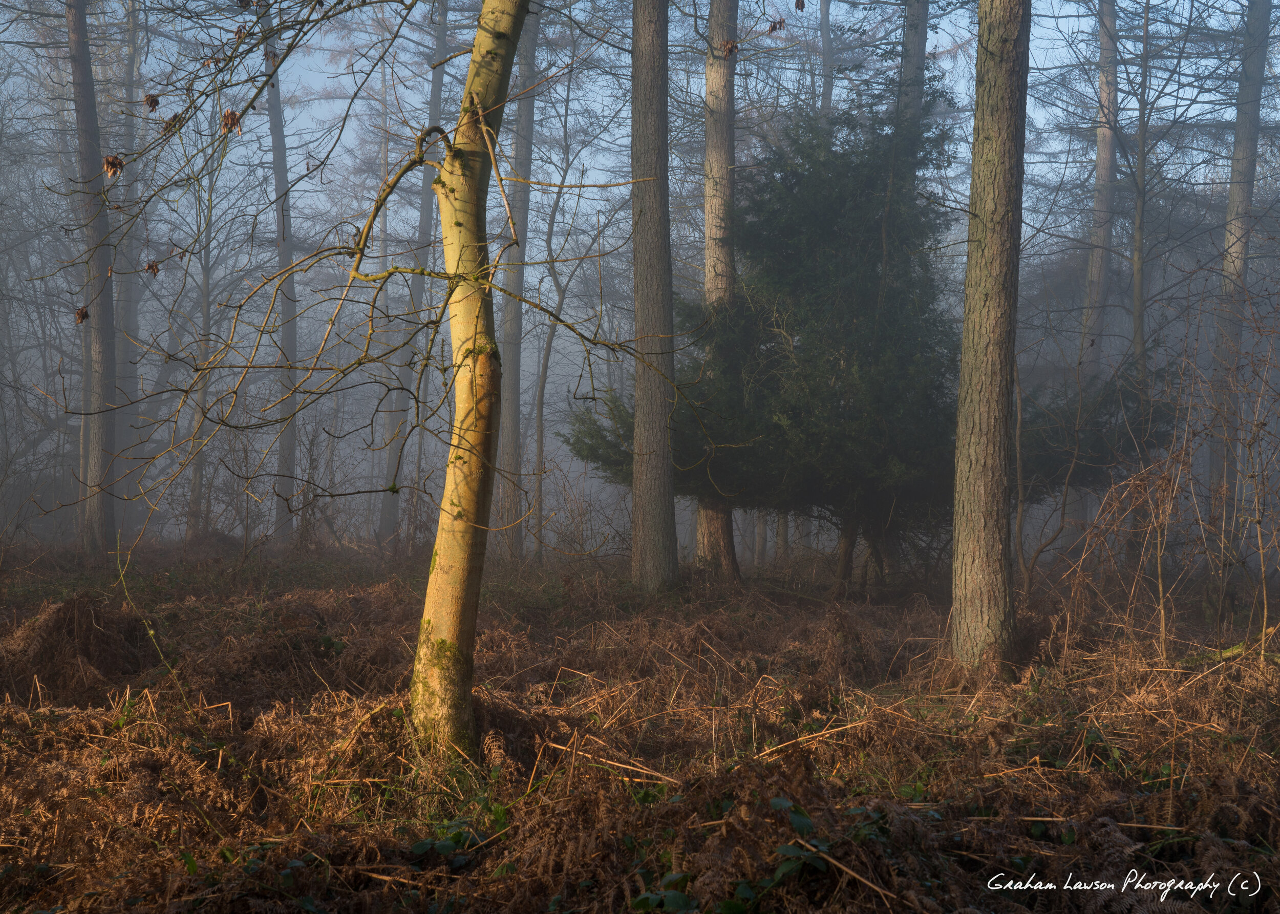 Light & Fog