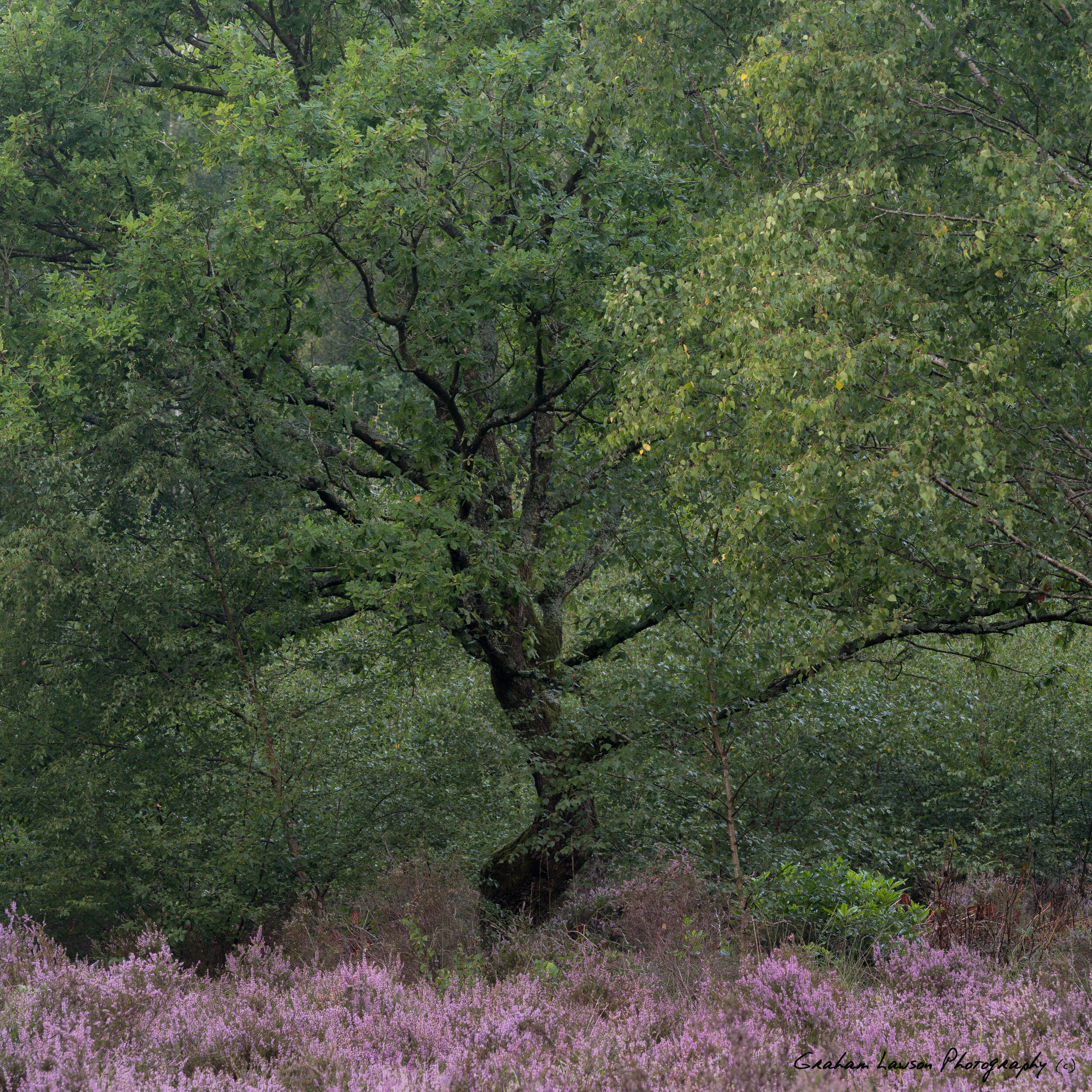 Green & Purple