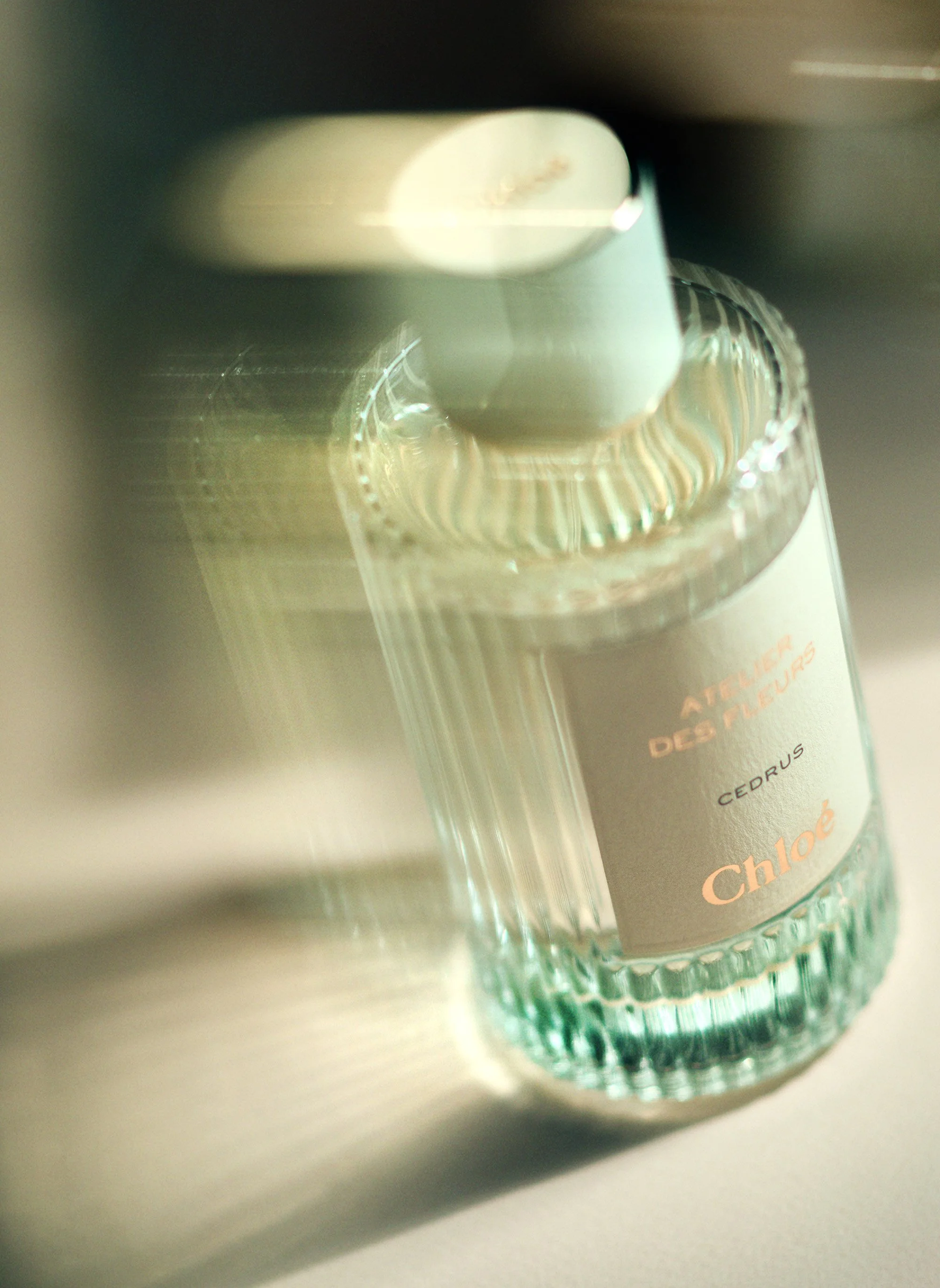 Chloe Cedrus blured.jpg