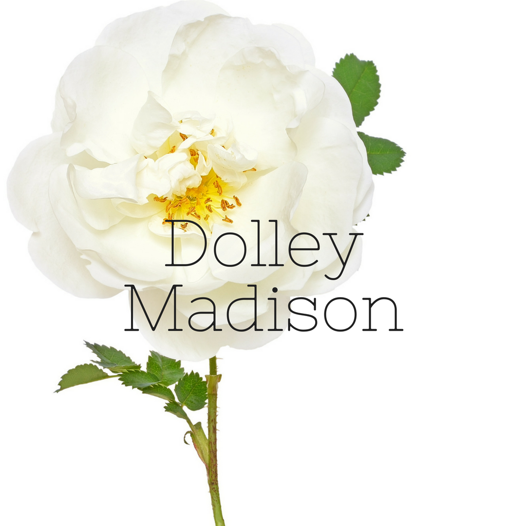 Dolley Madison revised.png