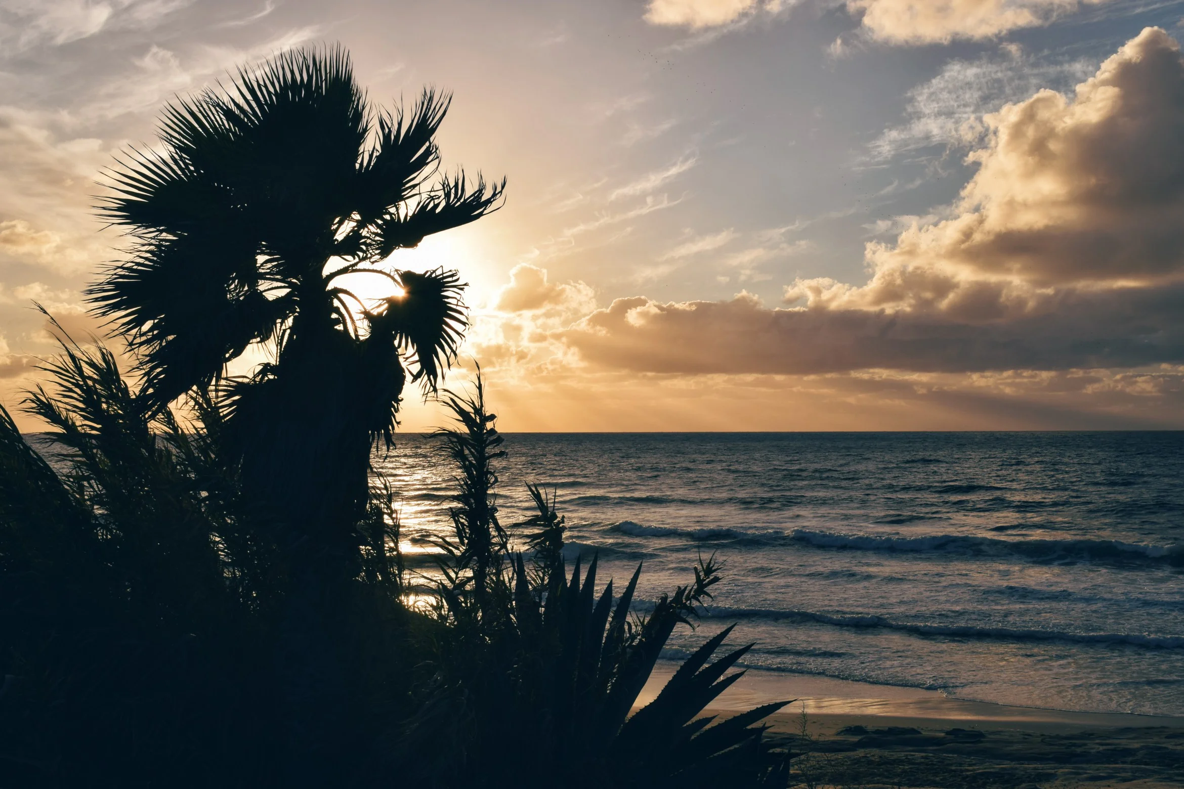 palm tree.jpg