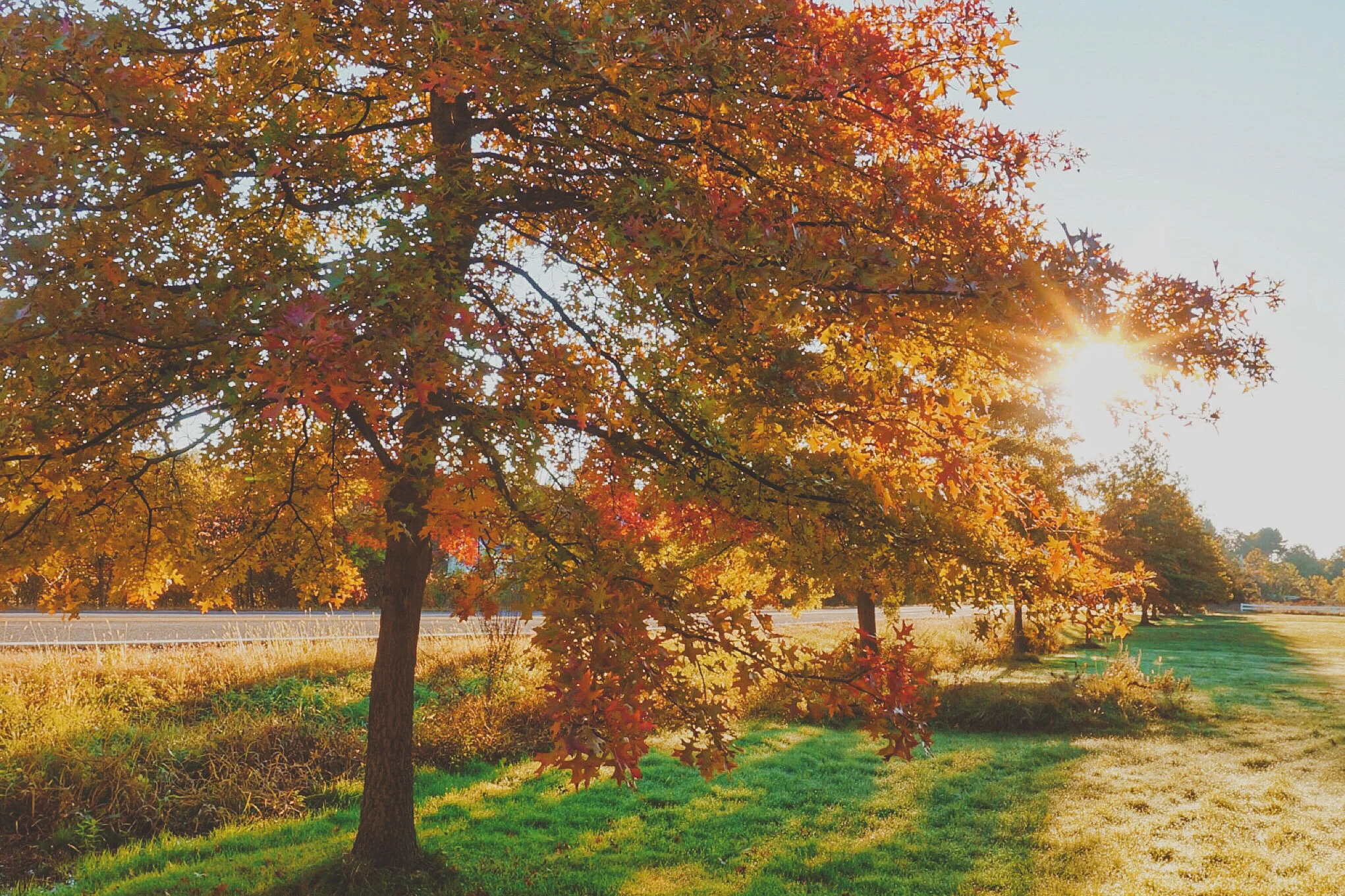 fall tree (1 of 1).jpg