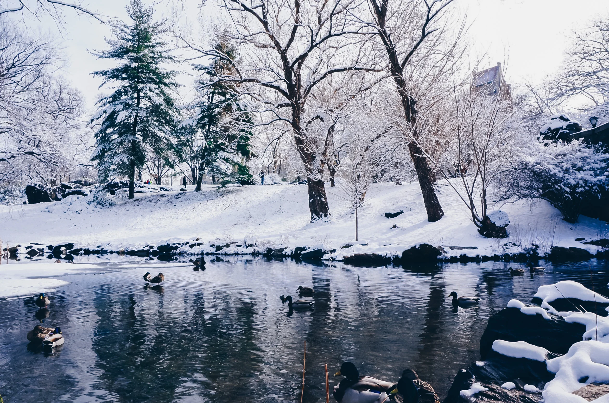 snow pond (1 of 1).jpg