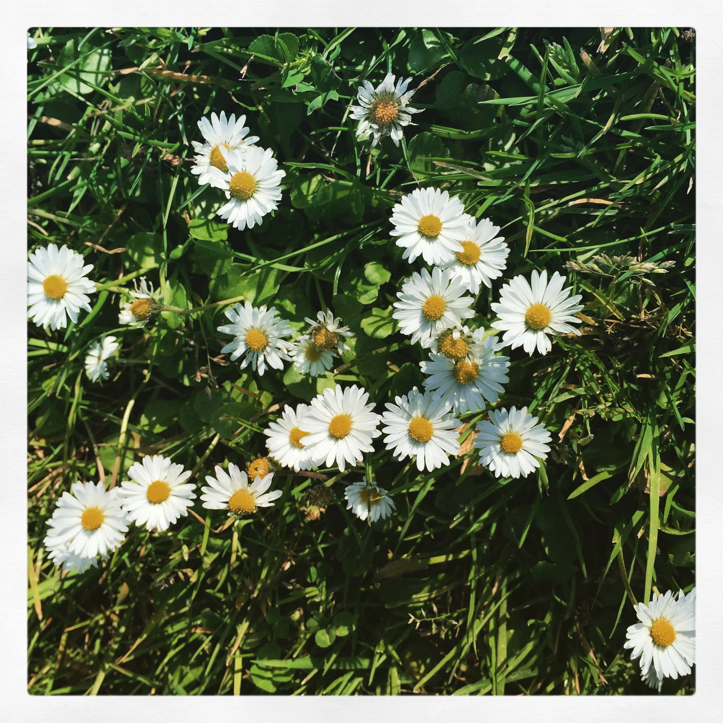 Listen to the Song of a Bird