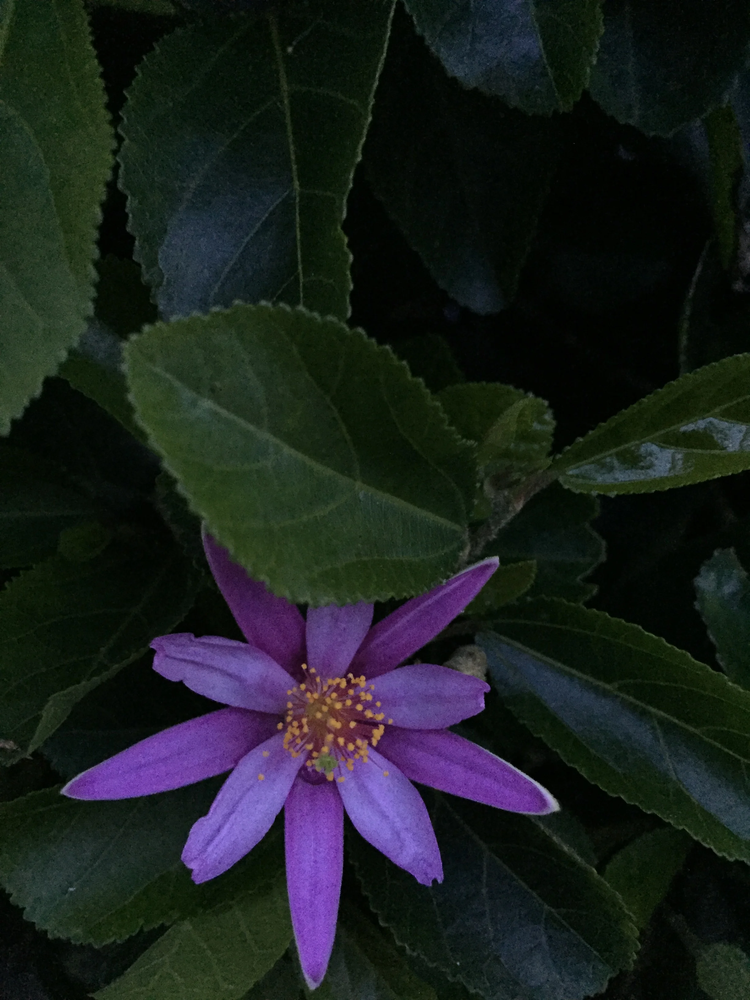 Loss and Love, Bitter and Sweet