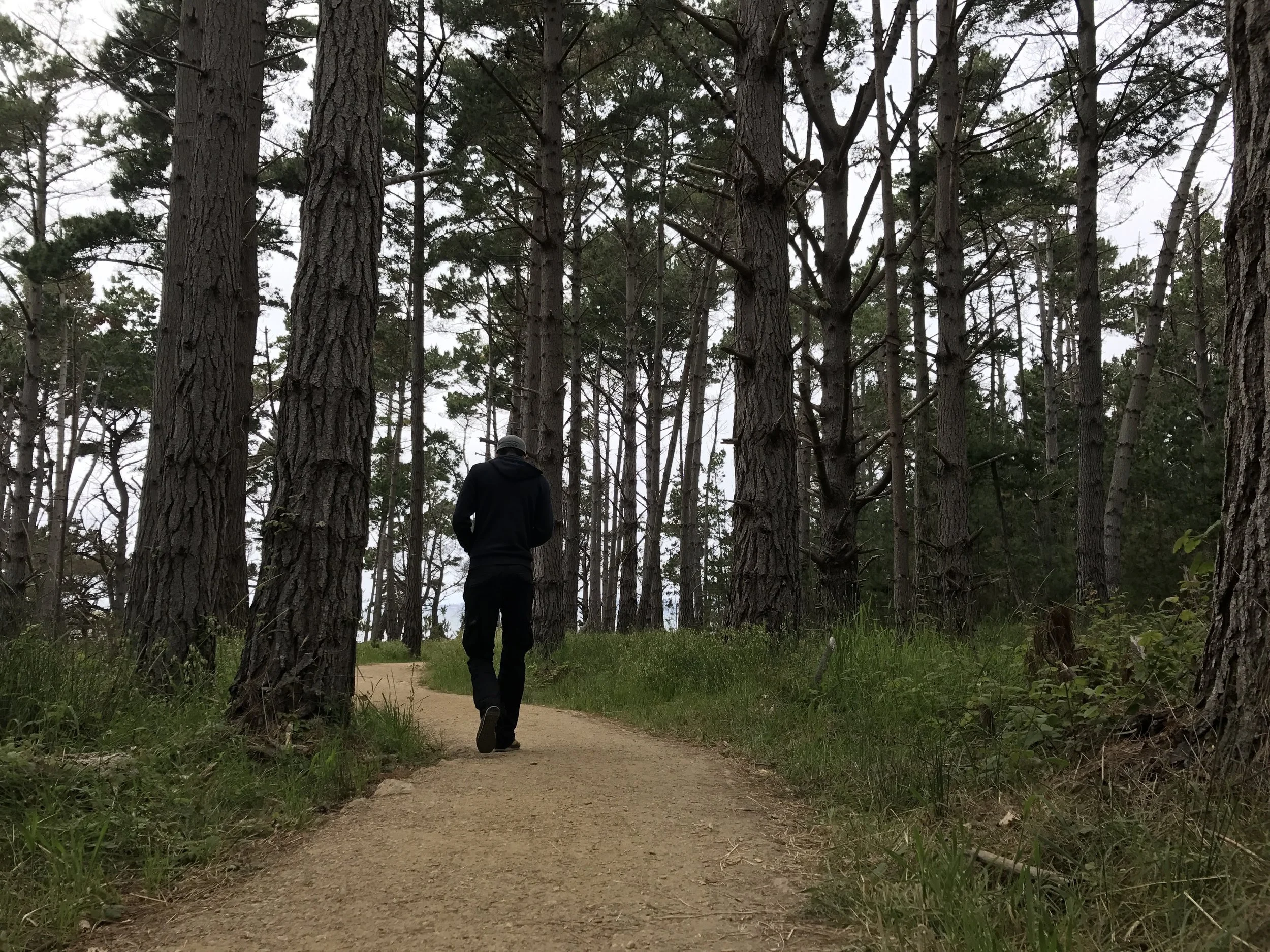 That Old Trail in the Woods