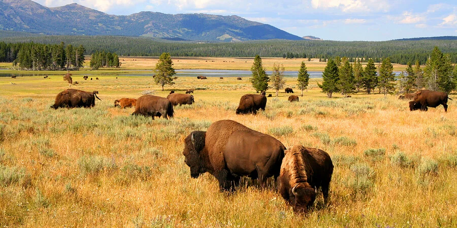 Ecosystem-Plains-Cover.jpg