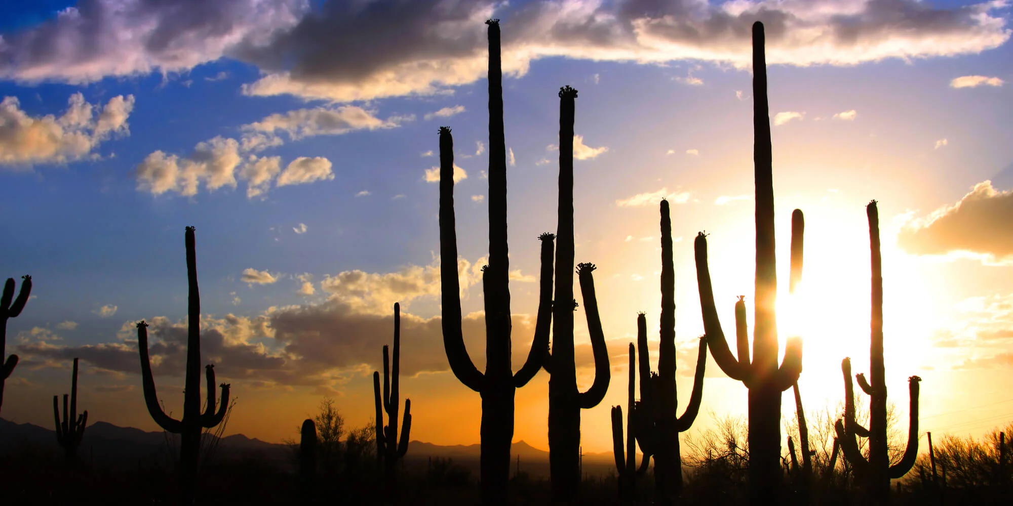 Ecosystem-Desert-Cover.jpg