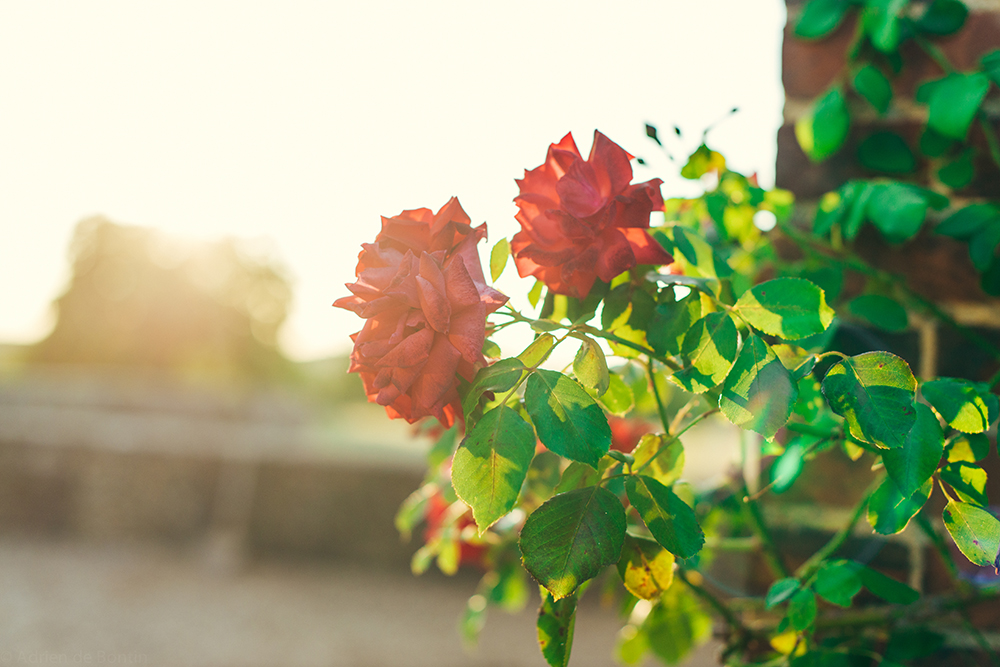 The "rosier" (rosebush) on the property