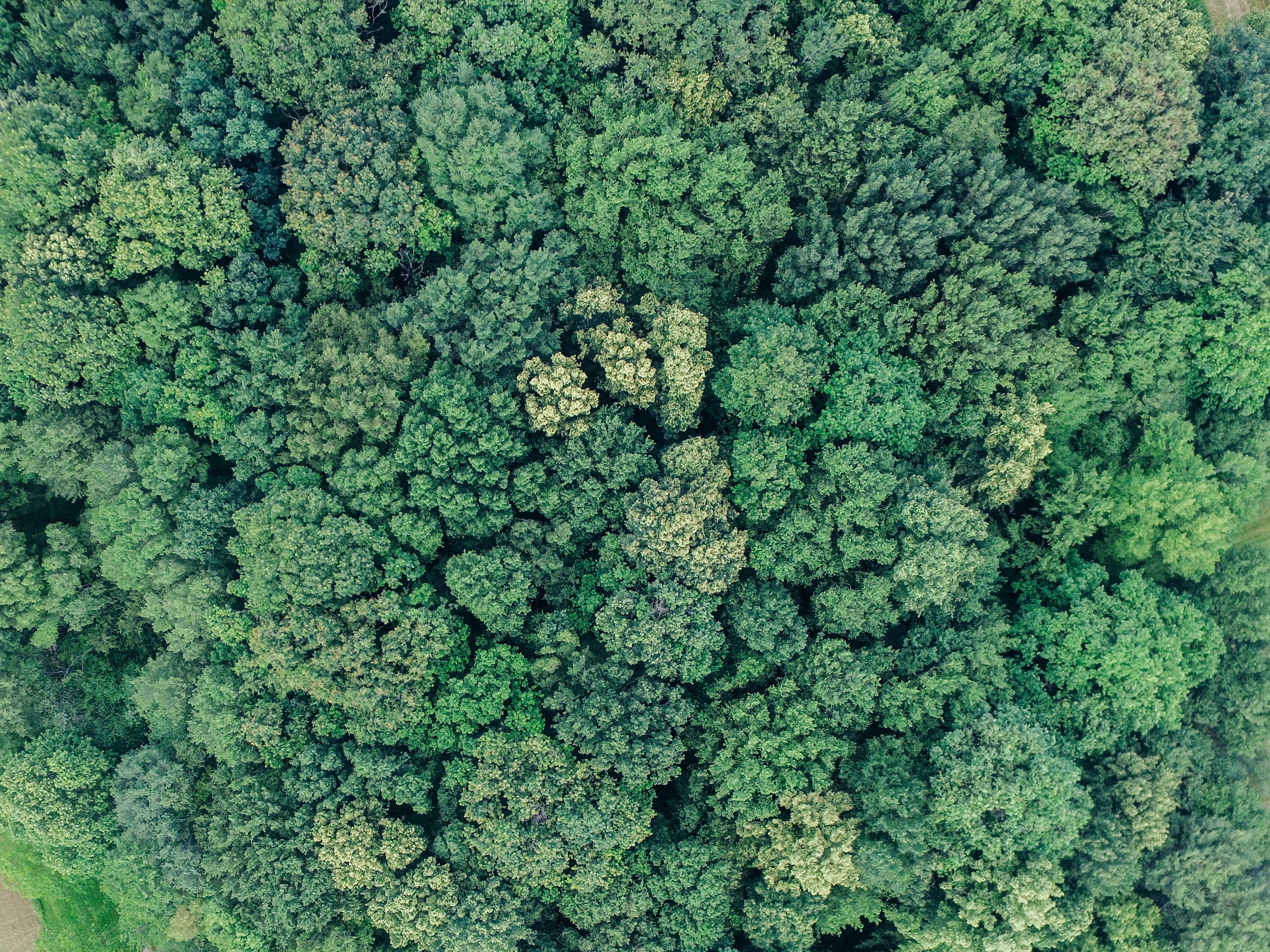 The forest from up top