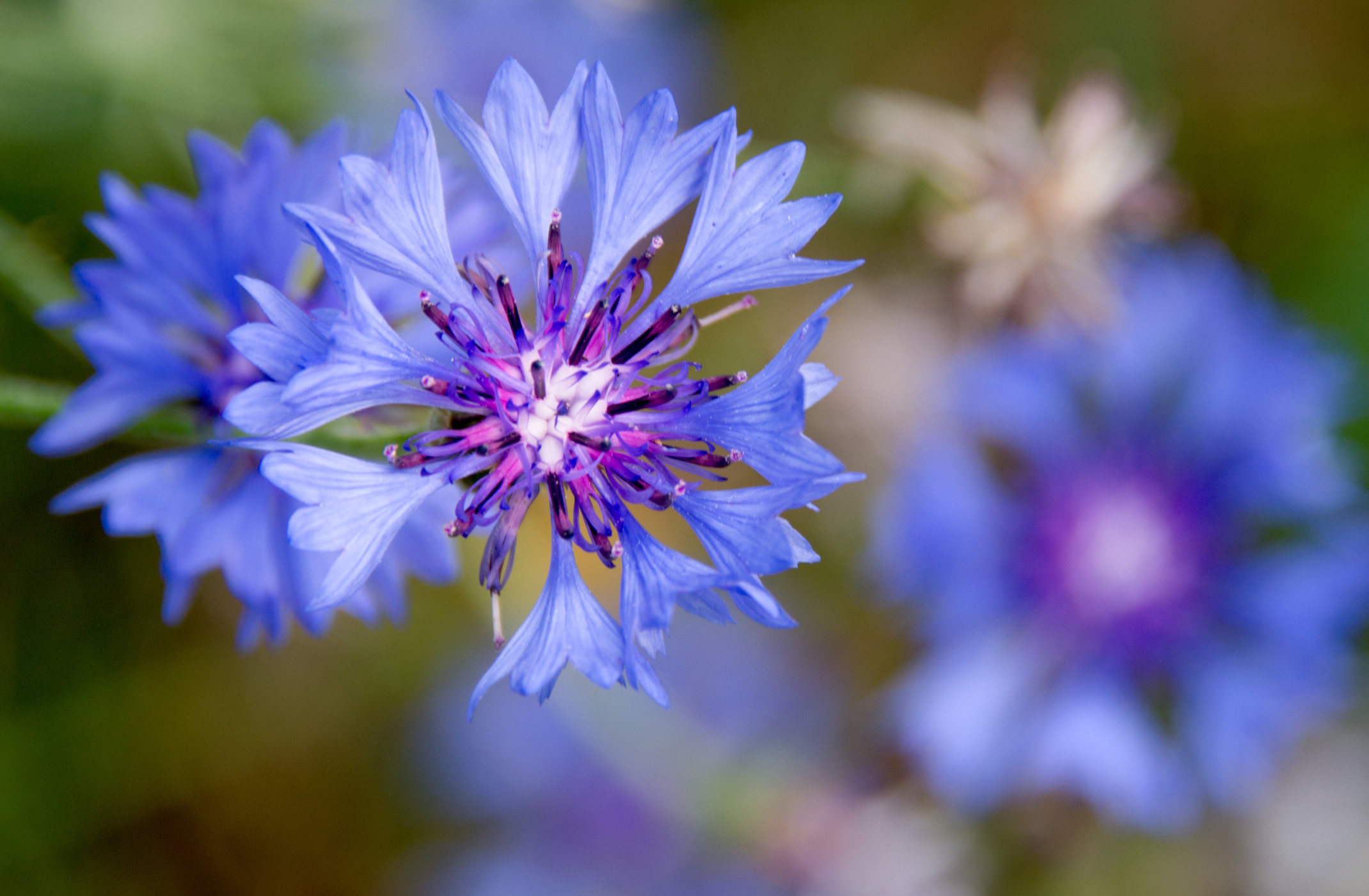 Photo by jacquesvandinteren/iStock / Getty Images