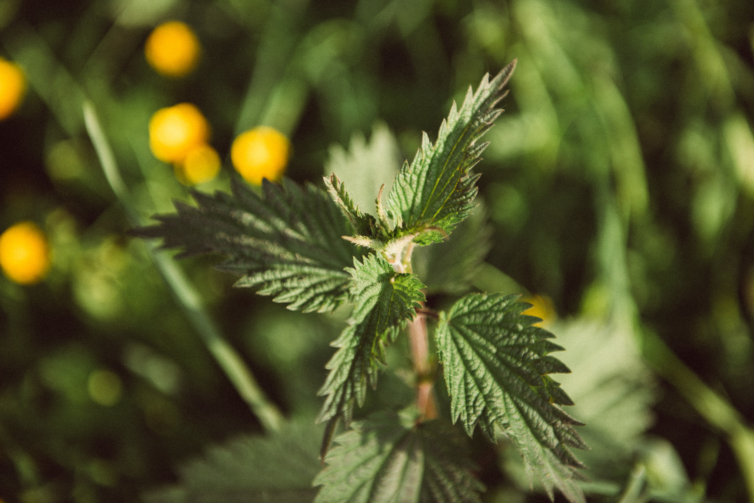 Stinging nettle growing wild on the property
