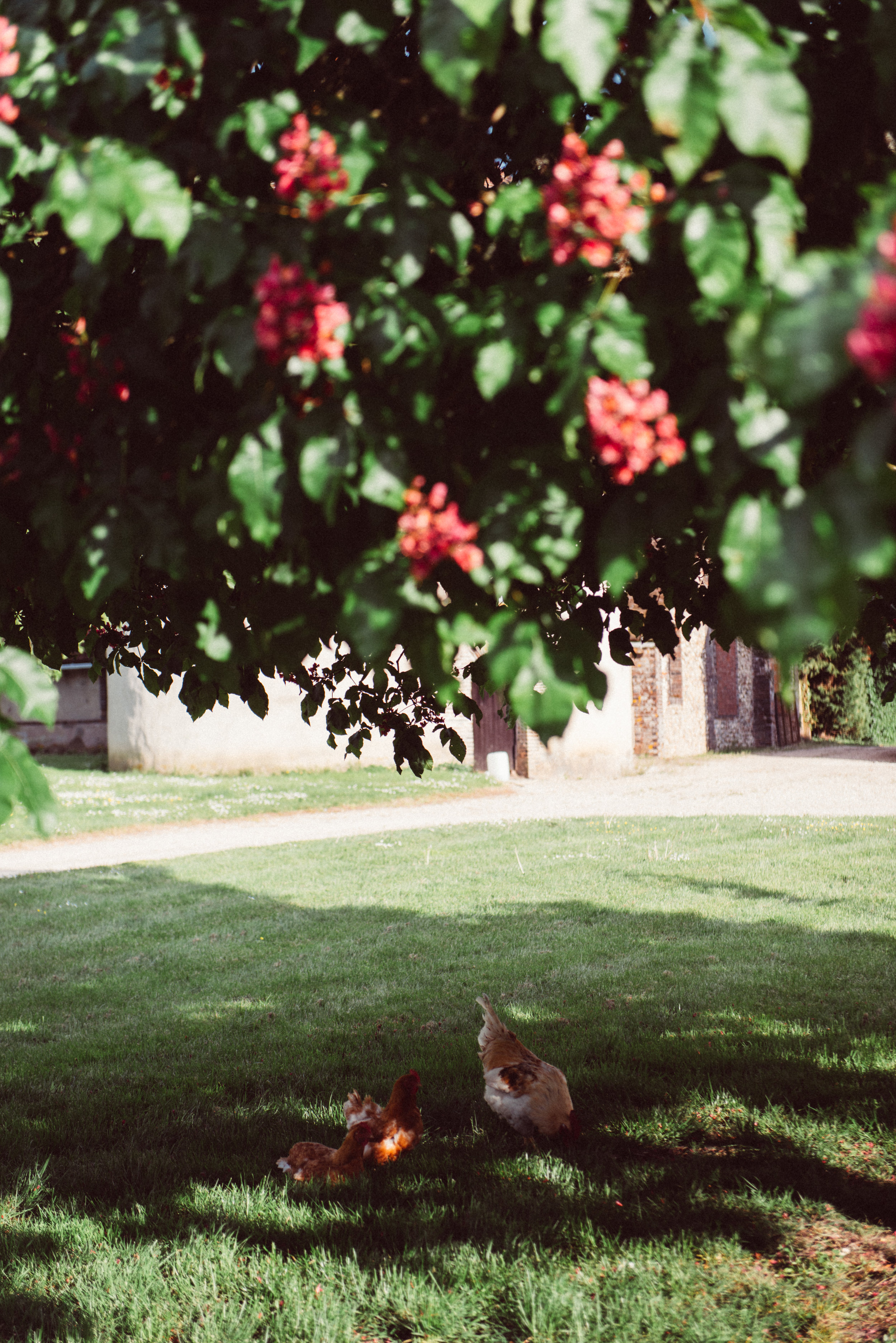 Our chickens under the chestnut tree