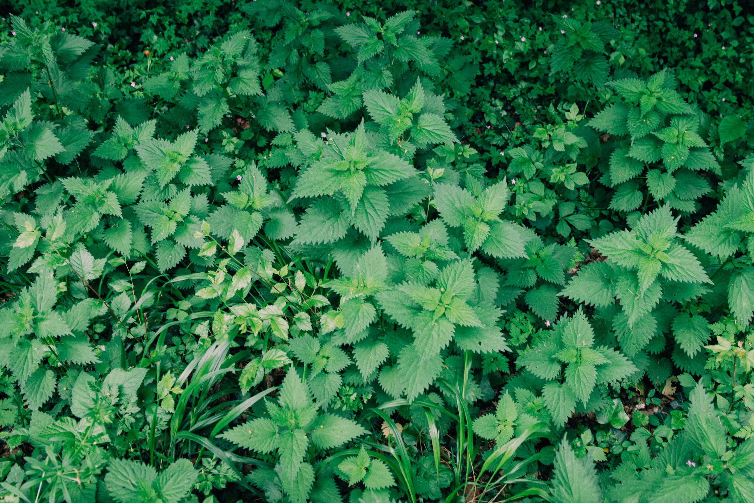 A nettle patch growing wildly just beyond the wall of the garden