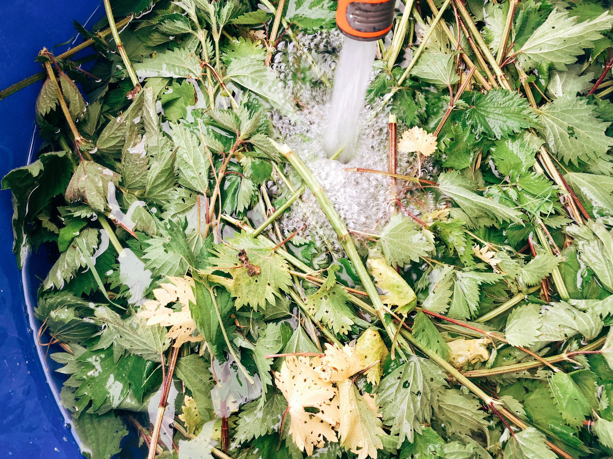Preparing the "nettle manure"