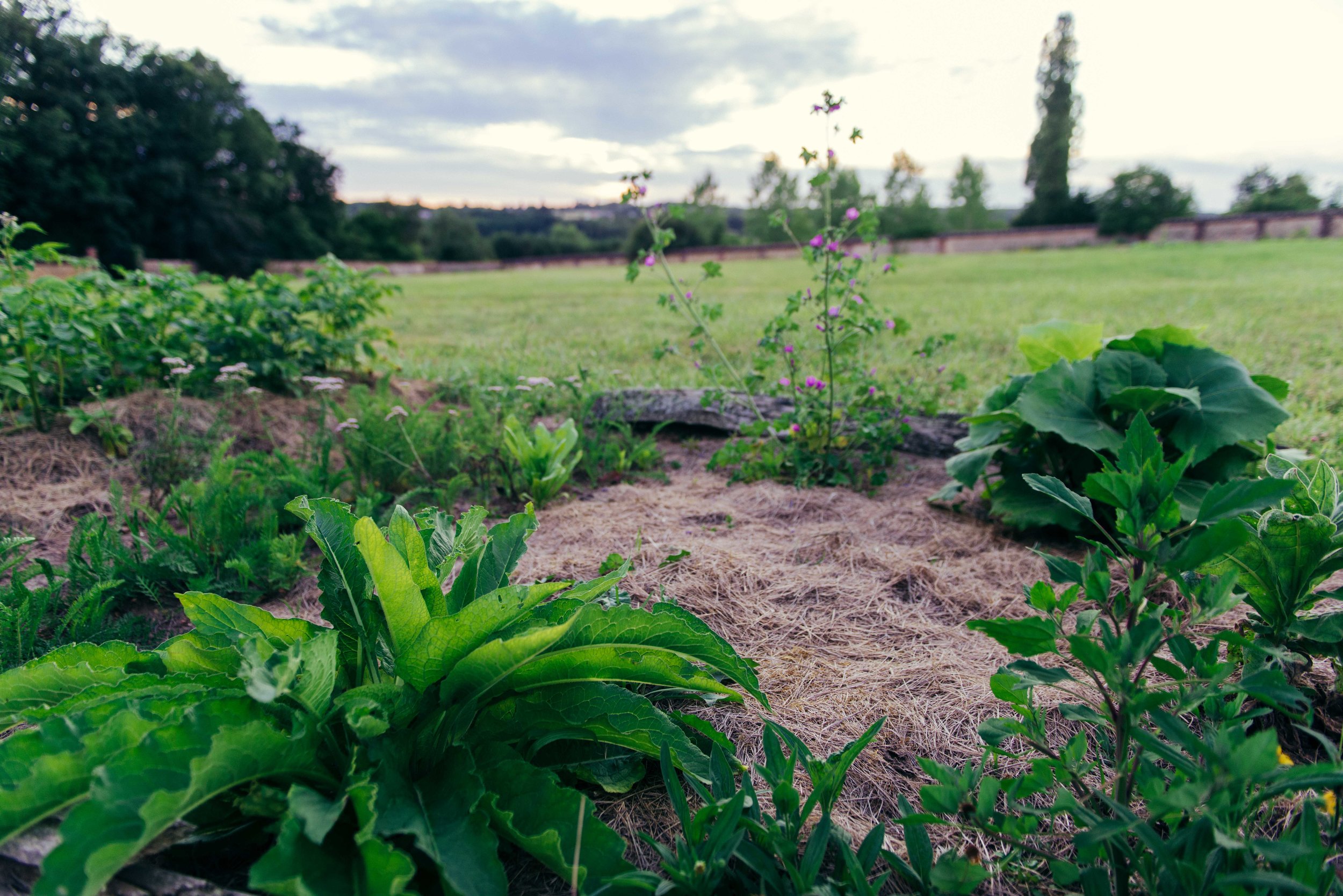 Test plot with comfrey, arnica, yarrow, mallow, and others.