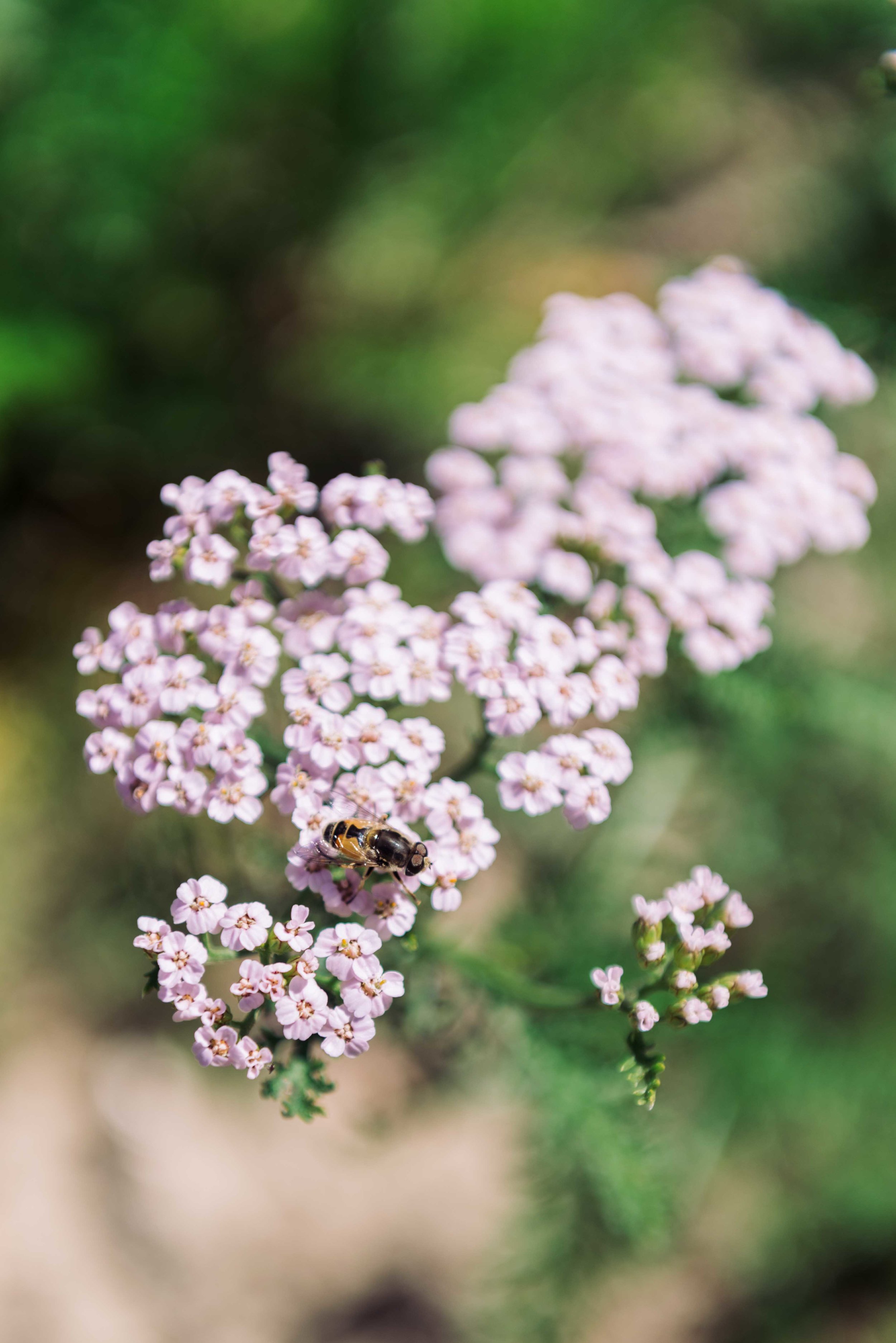 A local foraging for some pollen