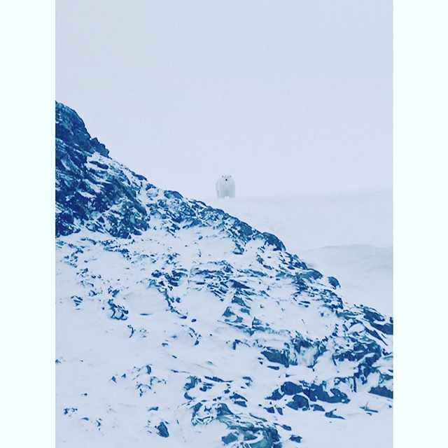 Sometimes we had spectators... Contrary to the images we saw last year by the Nat Geo photographers @cristinamittermeier and @paulnicklen the #polarbears in this region looked well fed thankfully. However there were much fewer than in the past and un