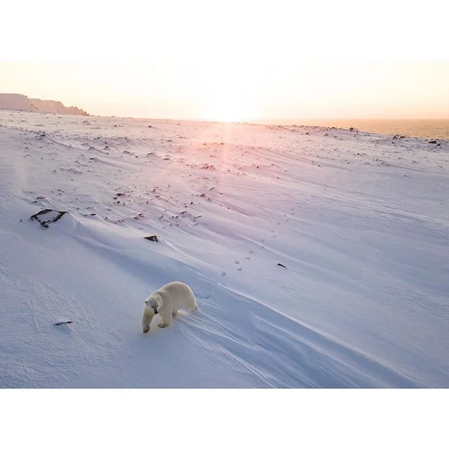 In honor of the film being released today, here is an image of my favorite animal which was a mega bucket list item #arctic #Henrietta #arktikaincognita