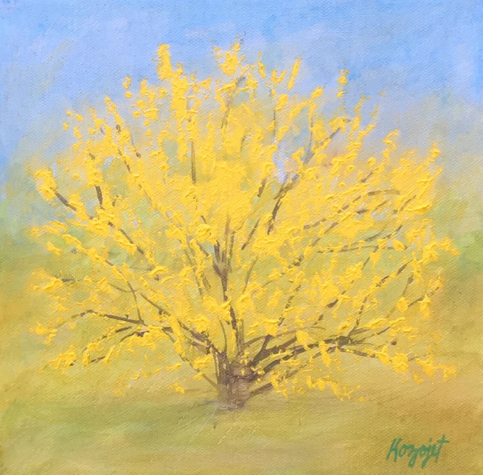 Forsythia Bush