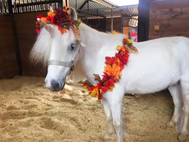 Pumpkin Spice Uni