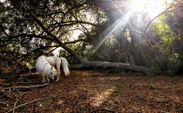 My Magical Secret Forest