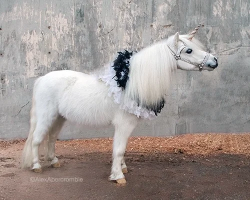 Official New Year's Eve Portrait 2017