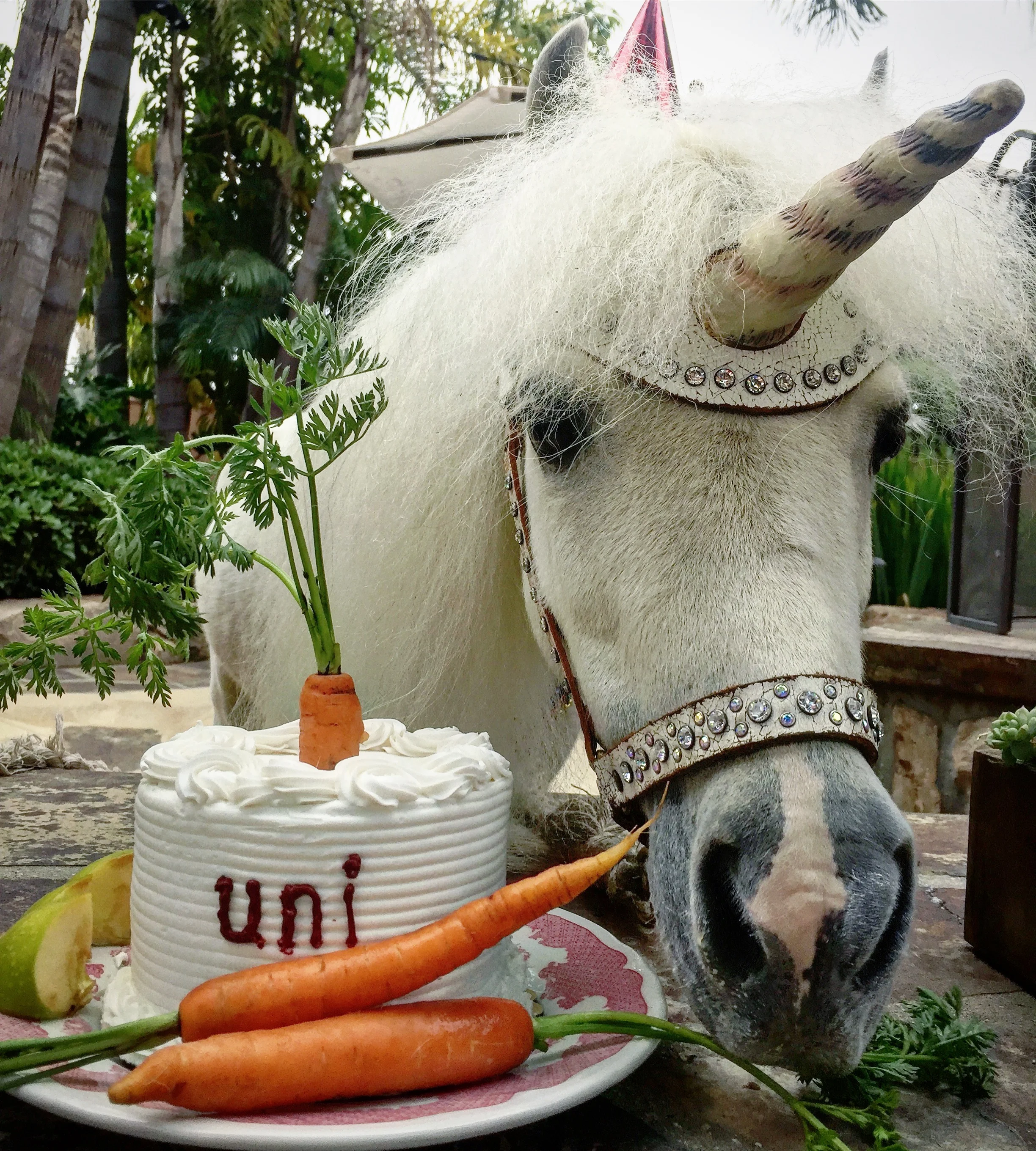It's My Birthday!