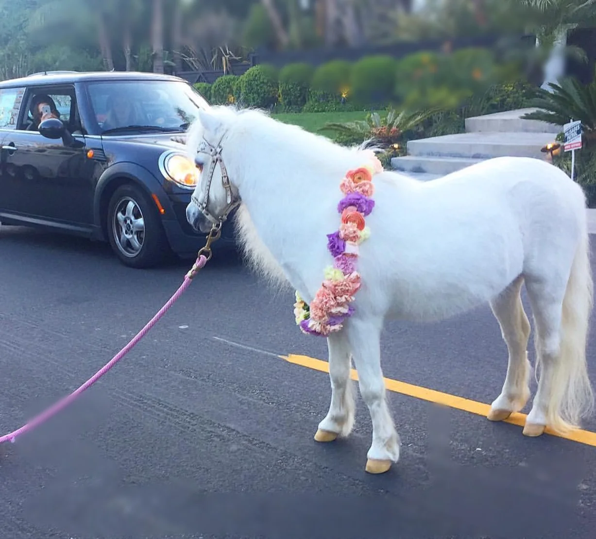 Mini Meets Mini in Pacific Palisades, CA