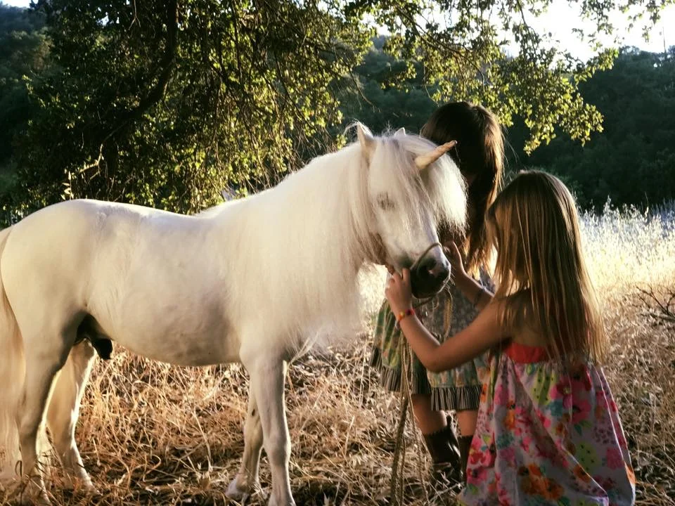 Secret Forest Film Set, Calabassas CA