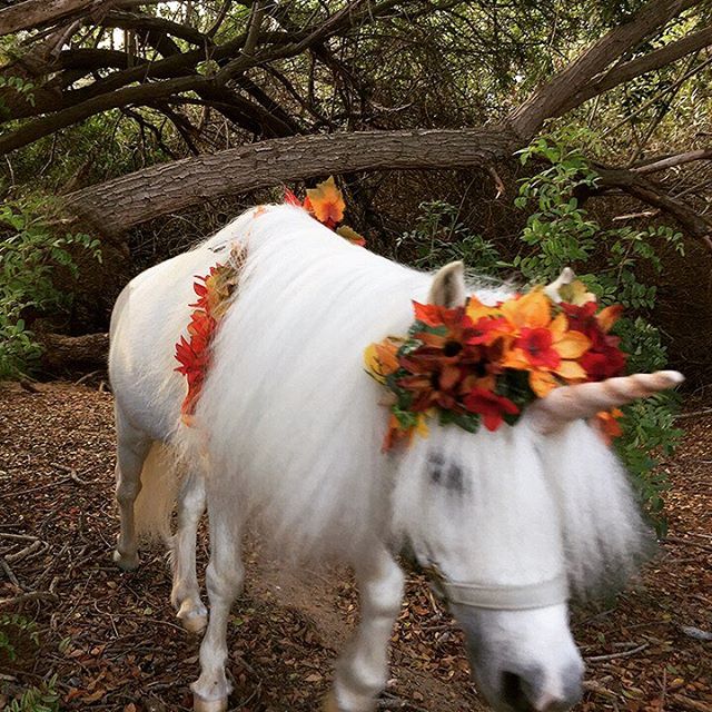 Welcome to my enchanted forest, where I use my magical unicorn powers to grant your special wish.💫🦄🌿🌈💜