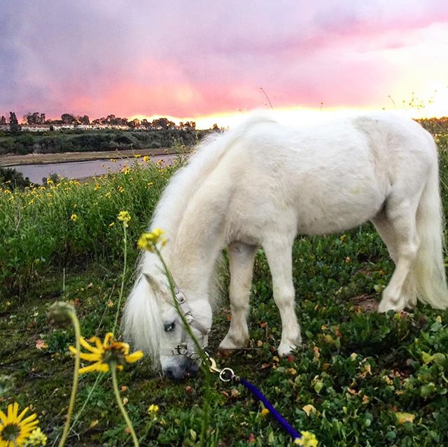 A beautiful day in the neighborhood 💫🦄