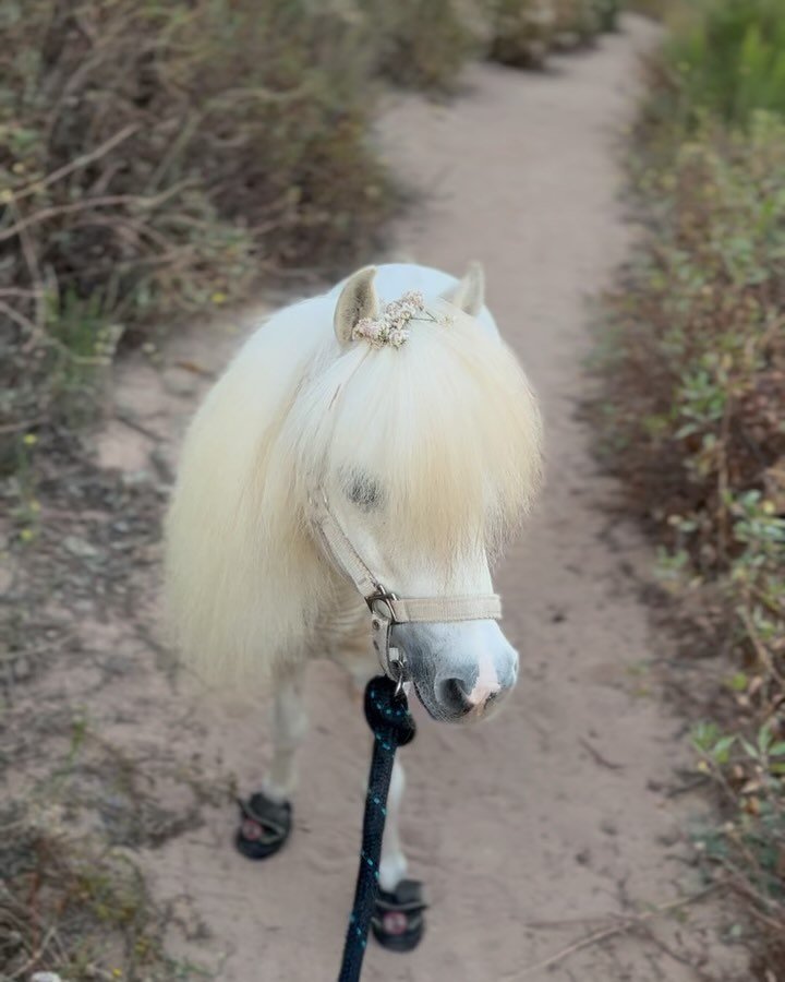The buckwheat is in bloom now and matches my mane 🤍🦄
