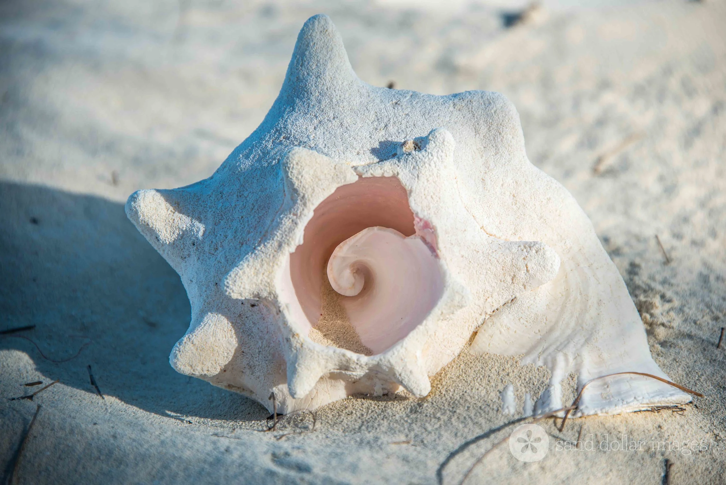 Conch