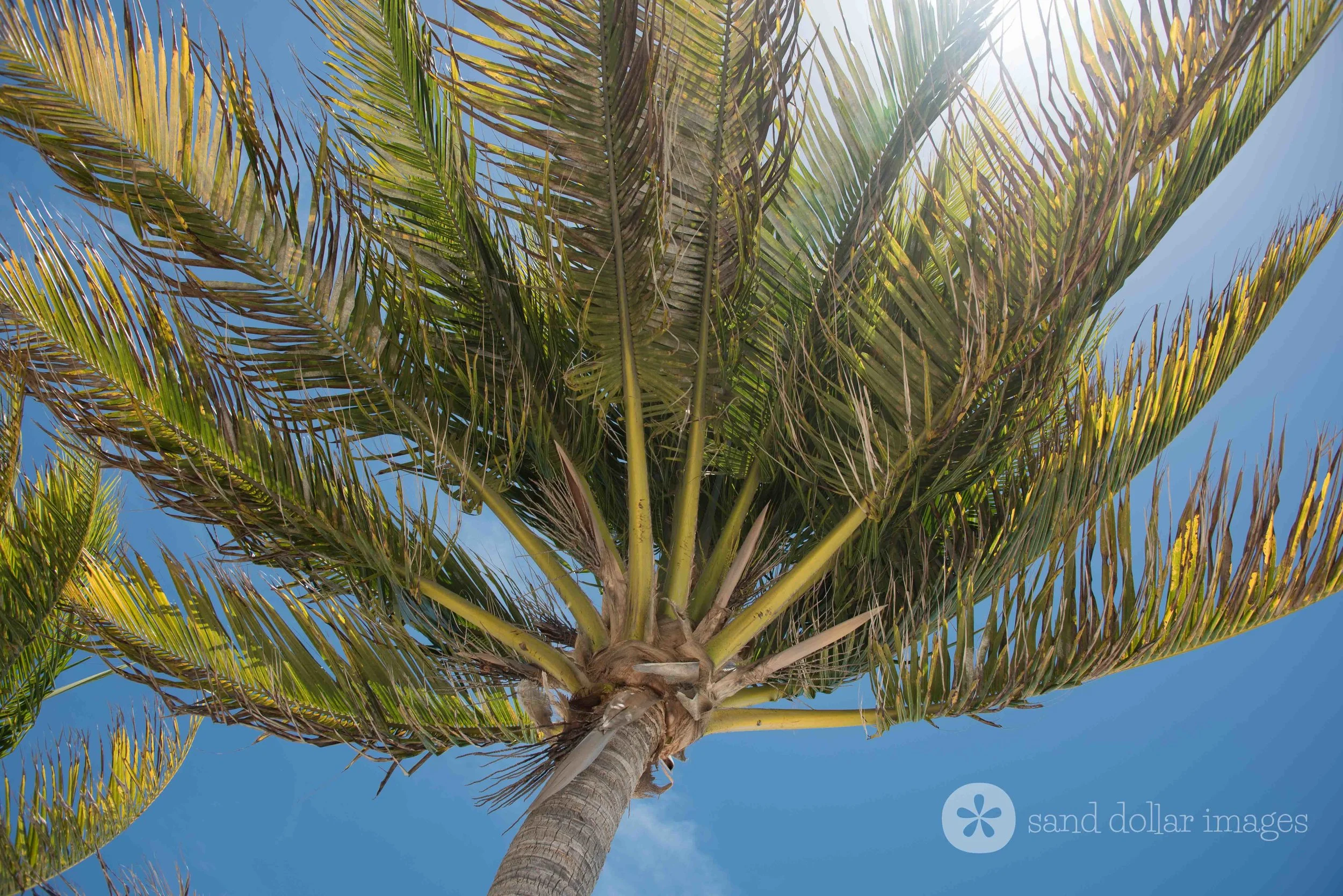 Palm