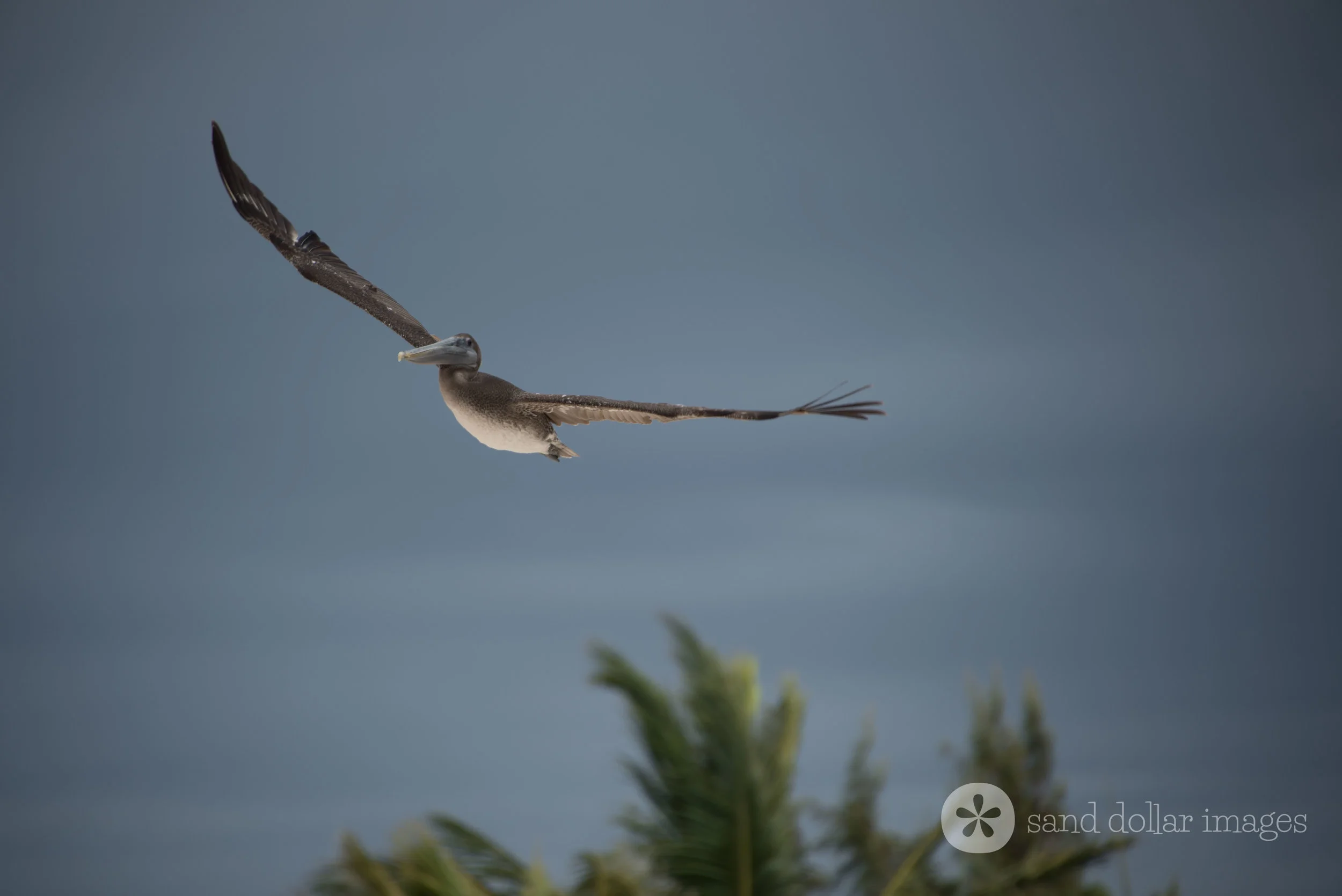Pelican, Northwest Point