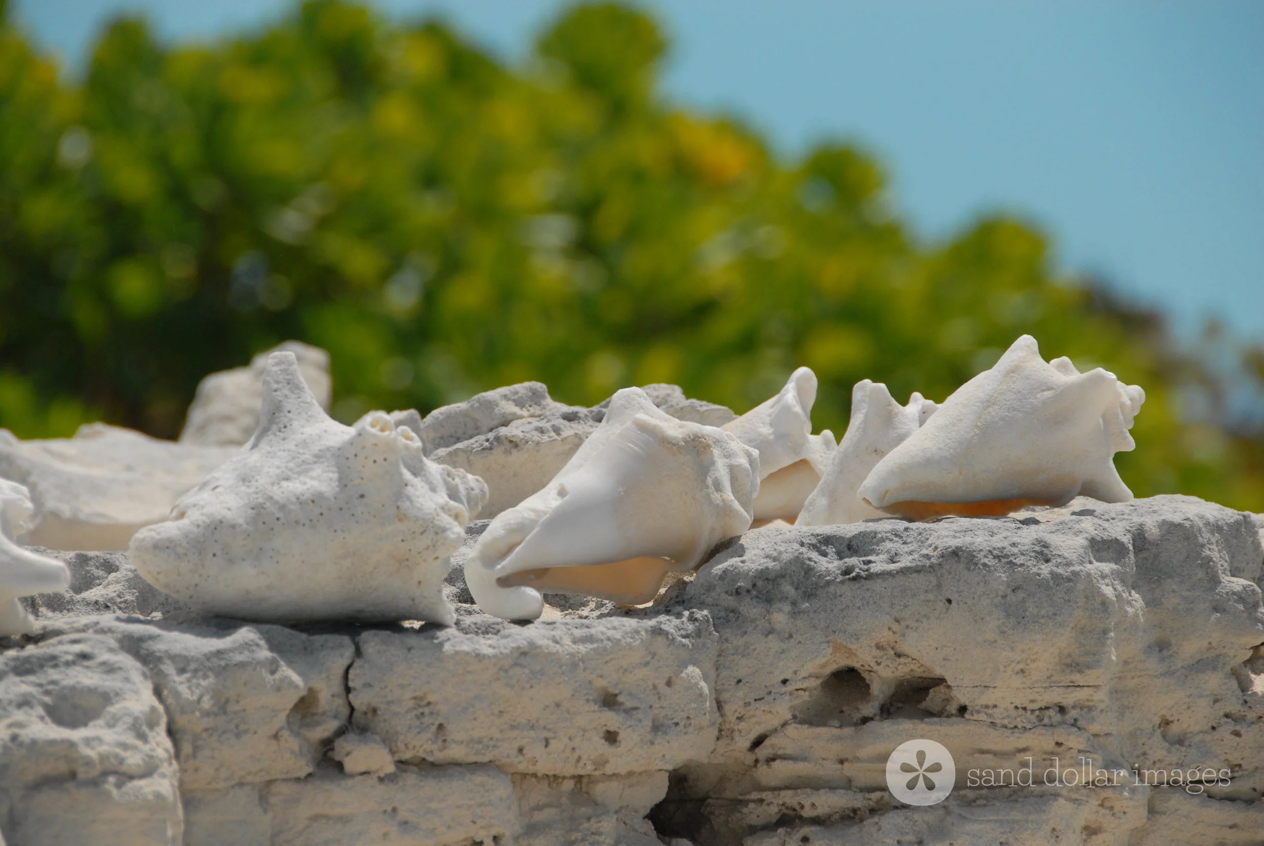 Conch Shells, Leeward Point