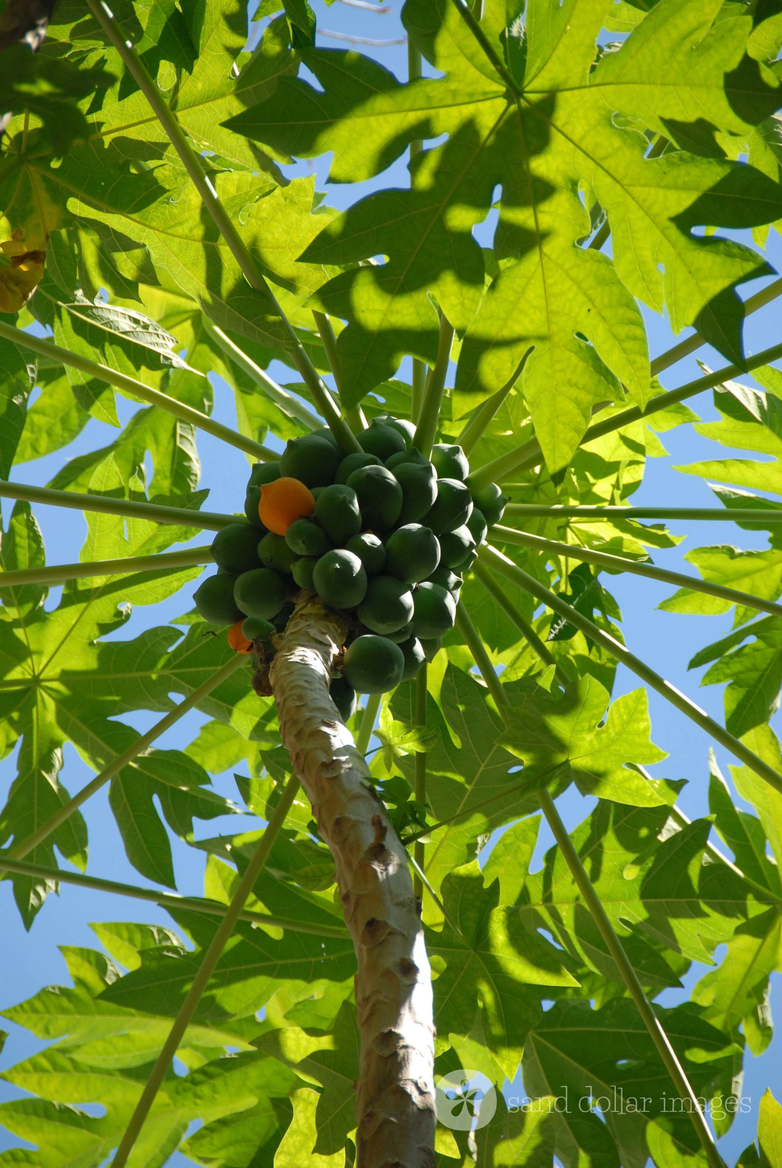 Papaya