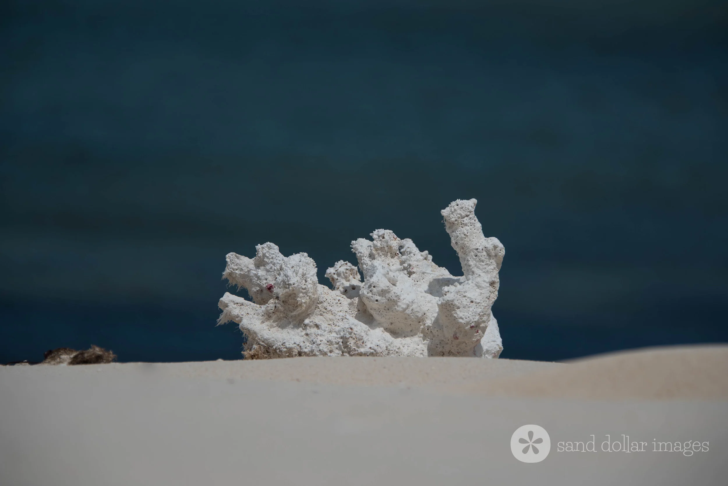 Coral, Middle Caicos
