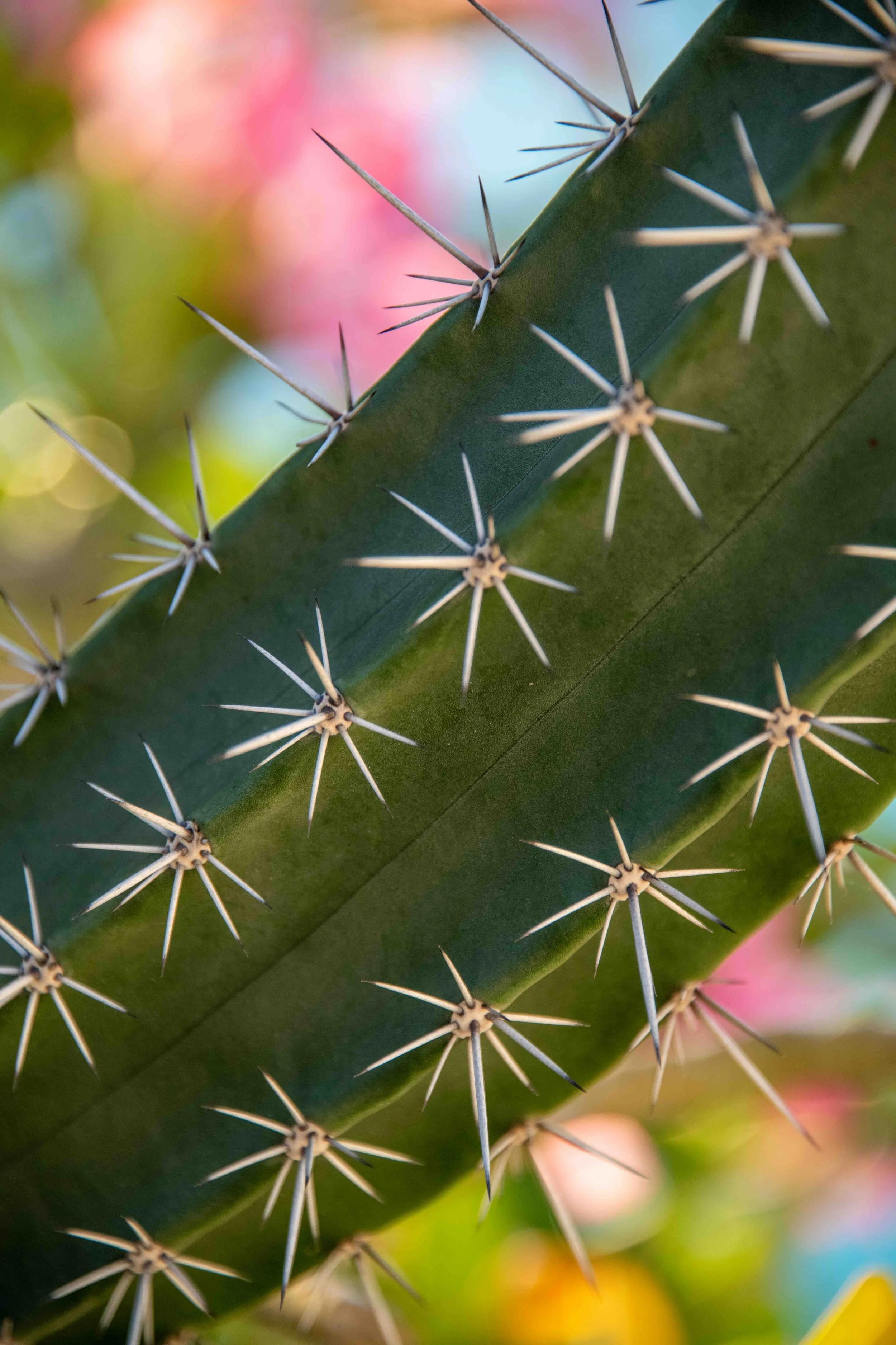 Cactus  Sand Dollar Images - Contemporary Artworks