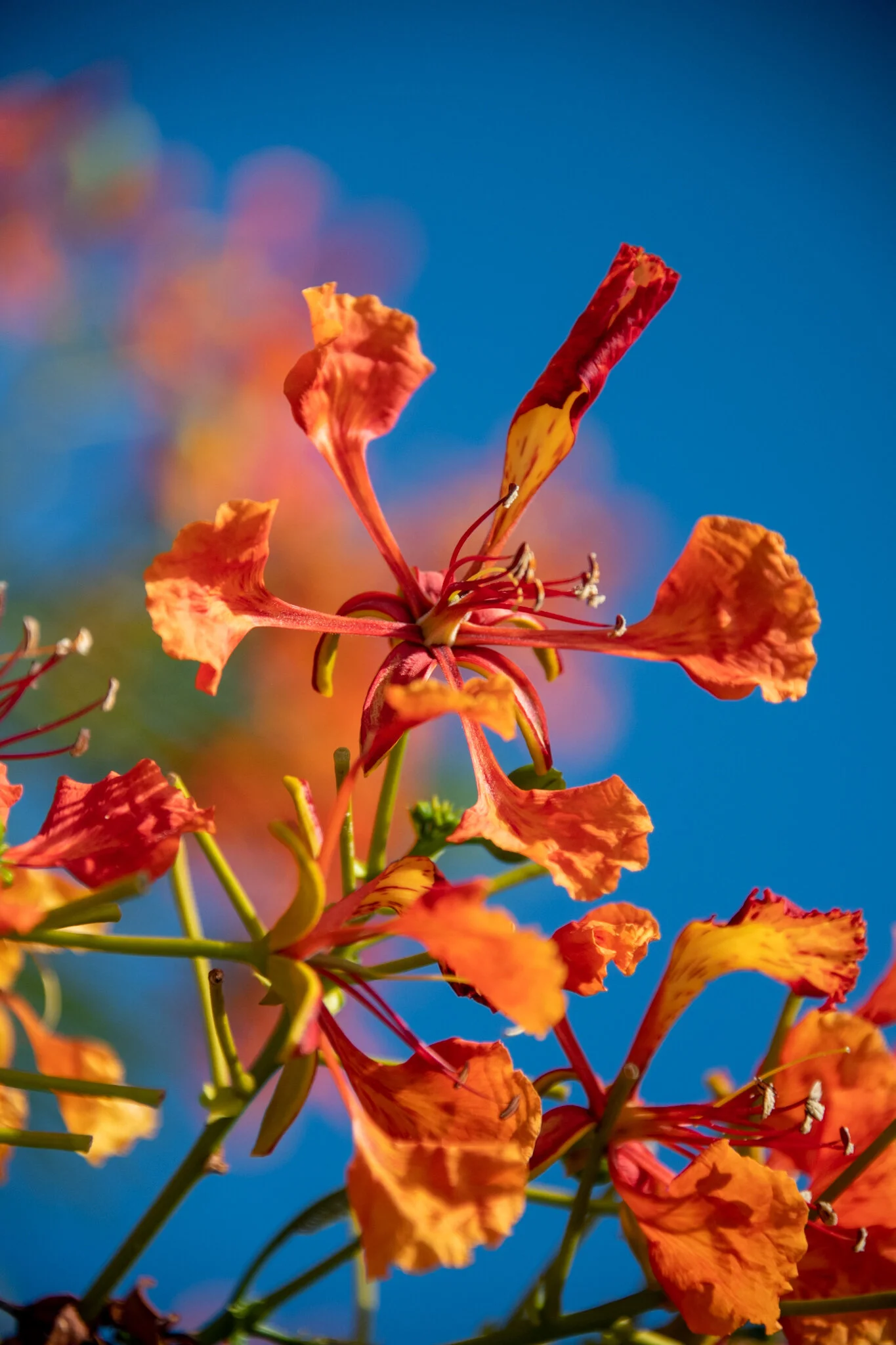 flame tree 2 web file.JPG