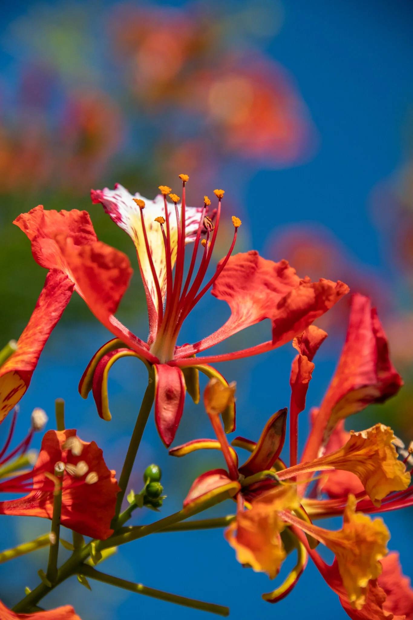 flame tree 1 web file.JPG