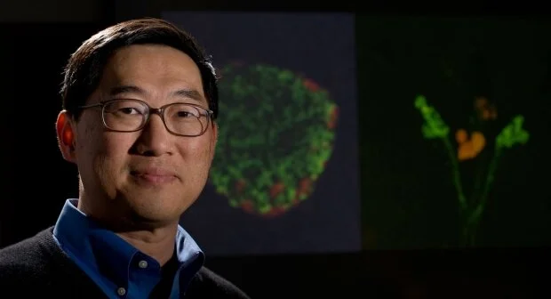 SDRC researchers show a link between pancreatic alpha cells and diabetes