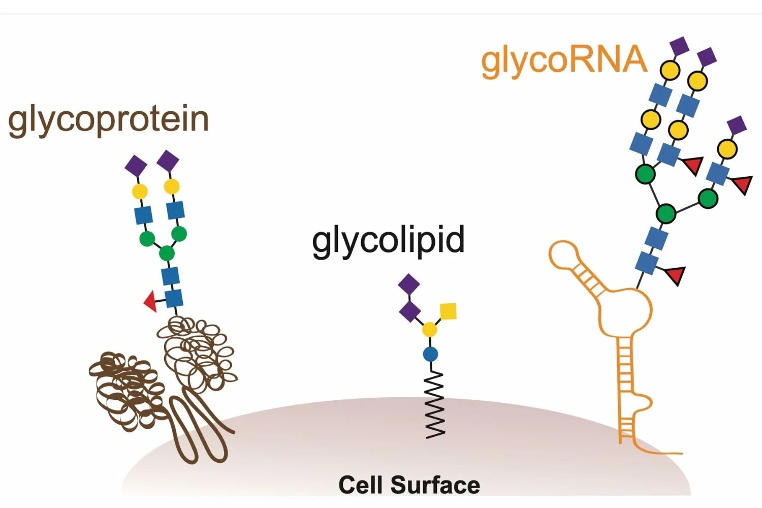 Stanford researchers make ‘bombshell’ discovery of an entirely new kind of biomolecule