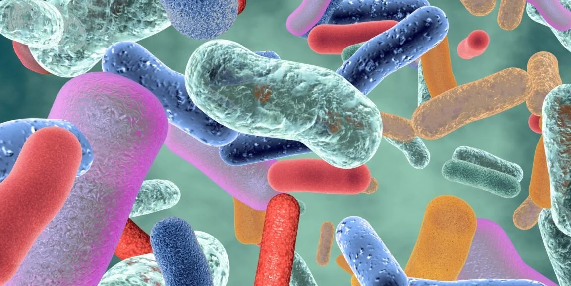 Scientists get a new view of digestion