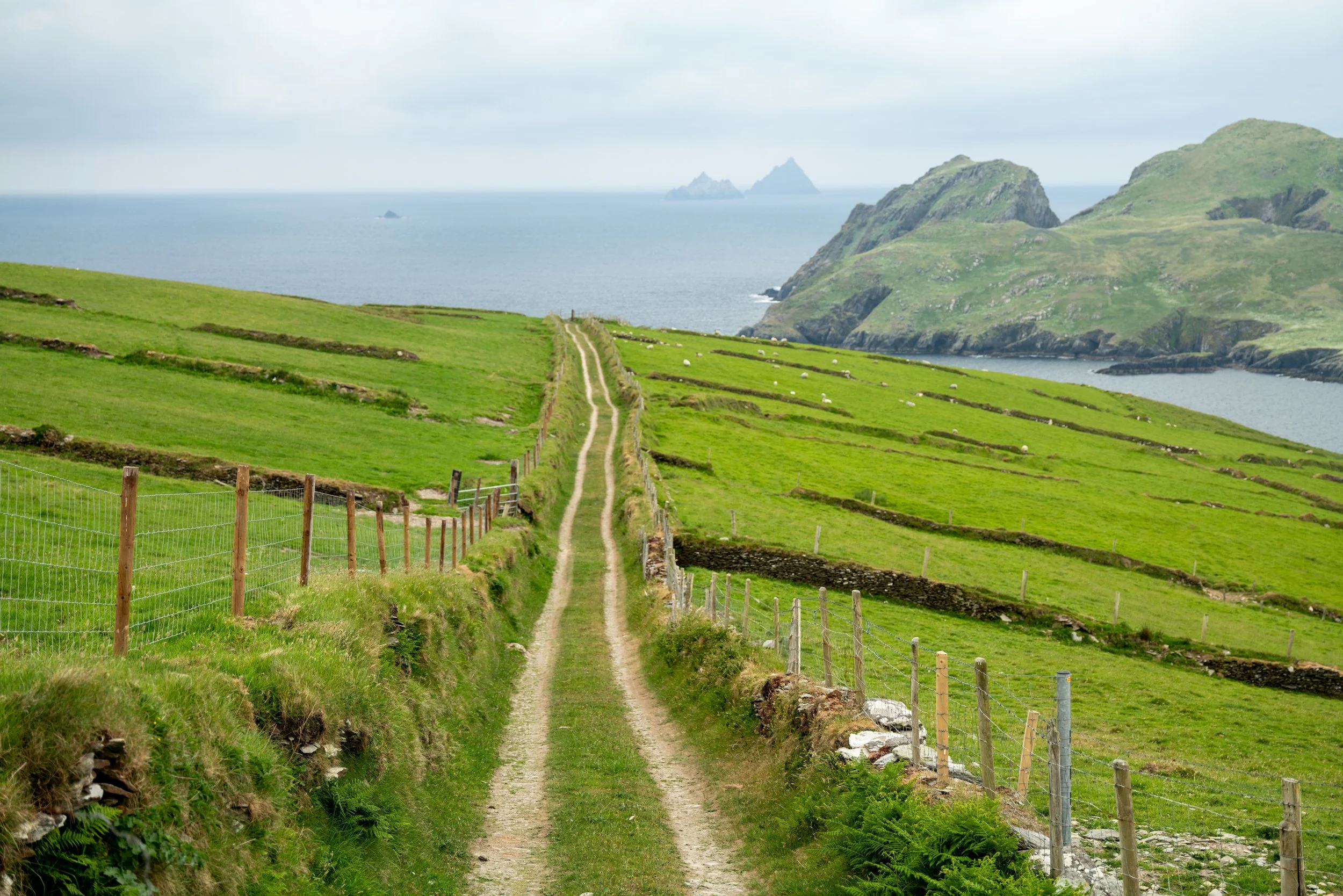 puffin island.jpeg