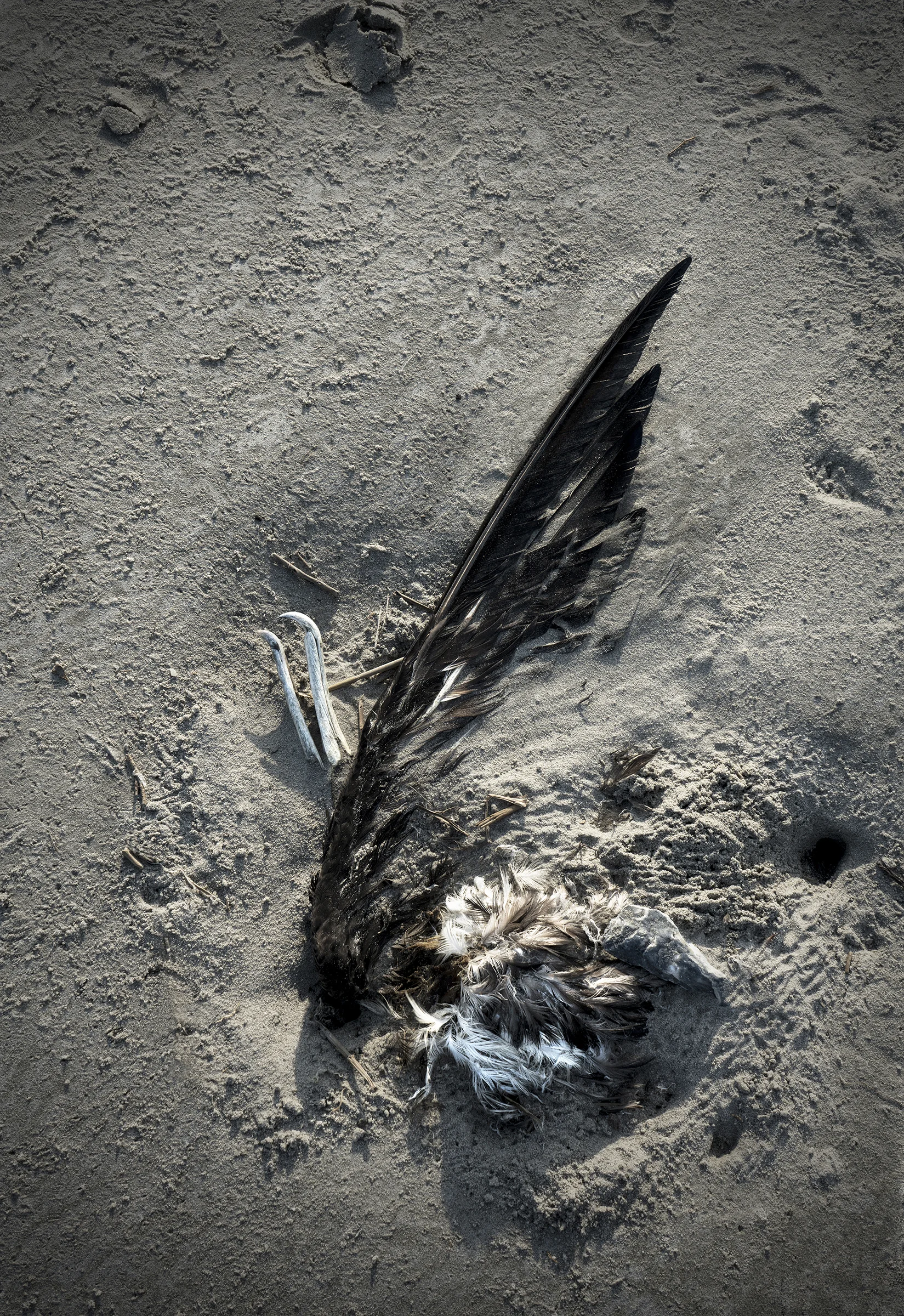 heron 2.jpg