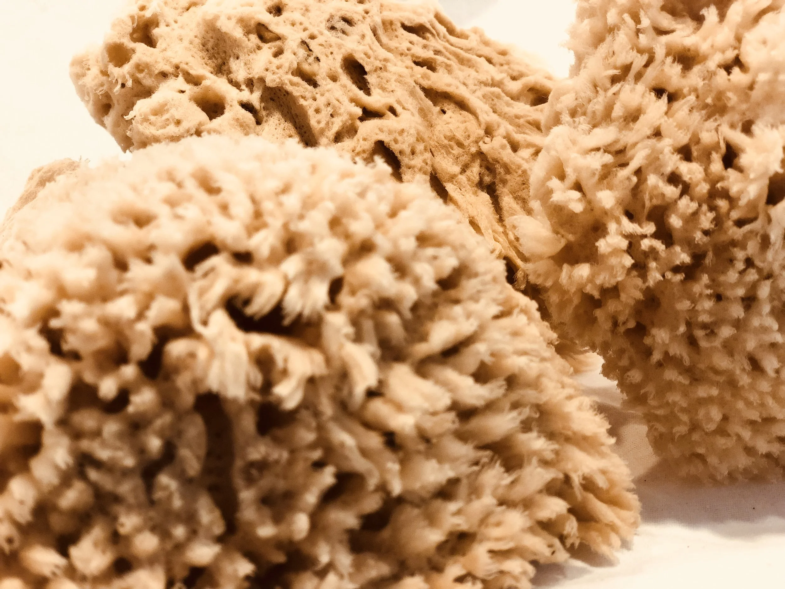 woolsponge.jpg