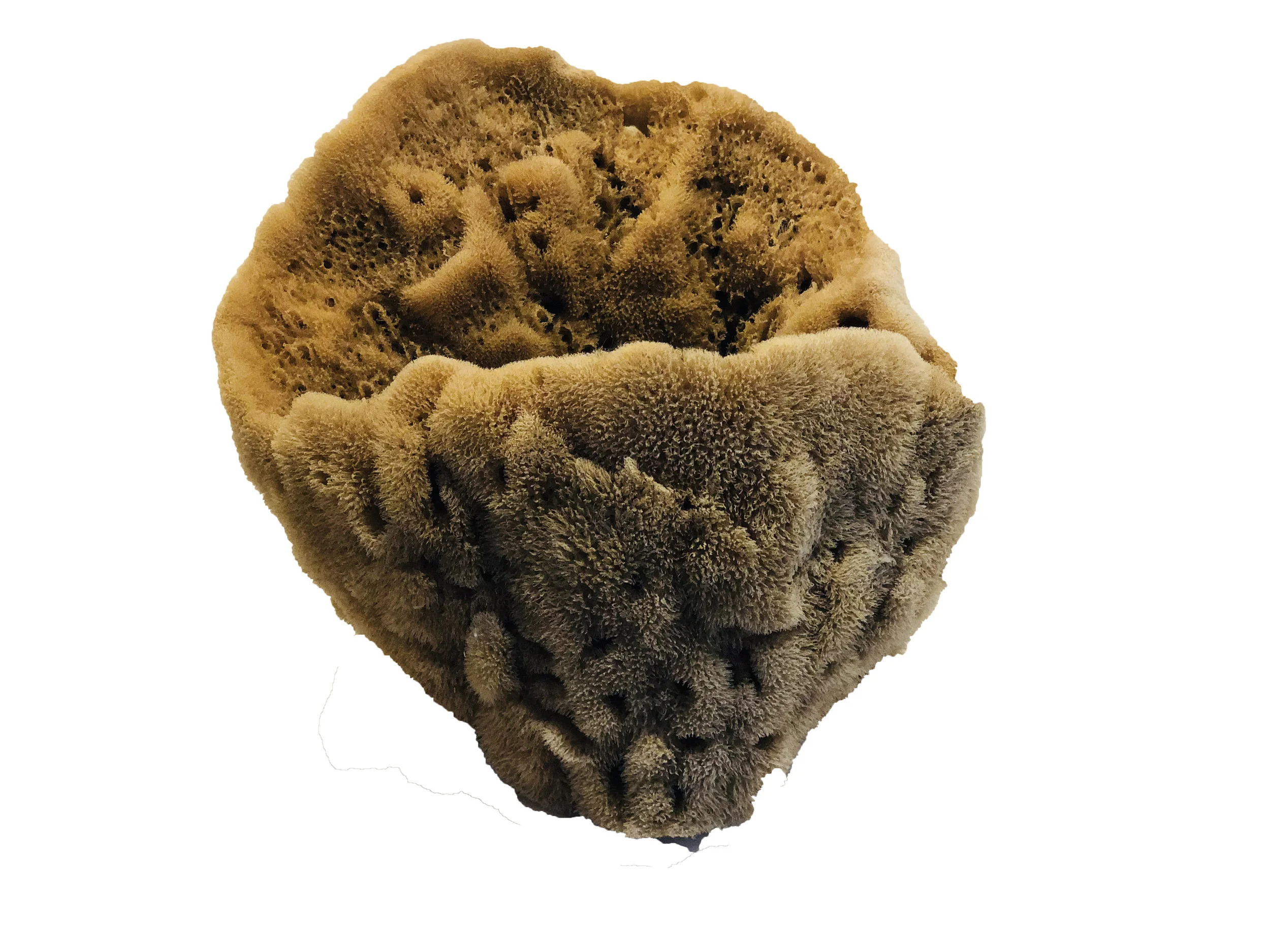 vasesponge.jpg