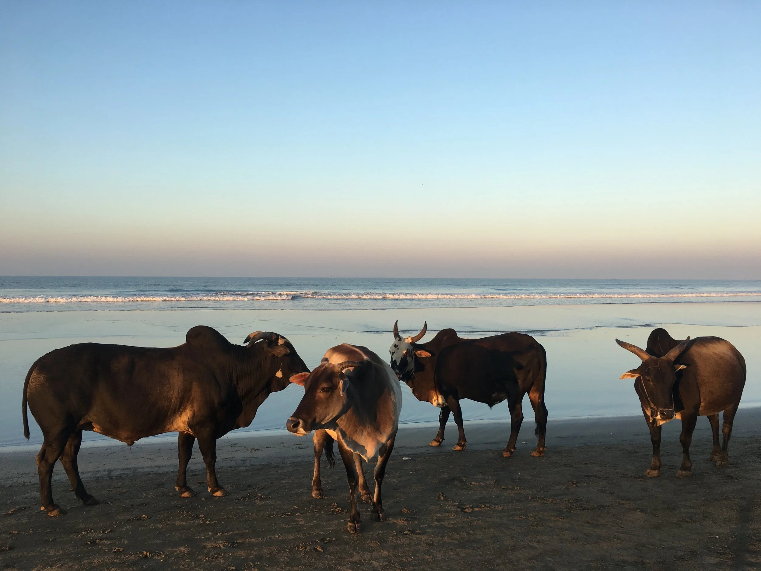 Copy of IMG_9066.JPG